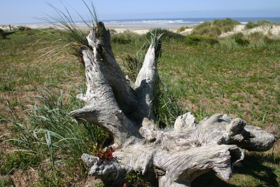 Driftwood Beach (4)