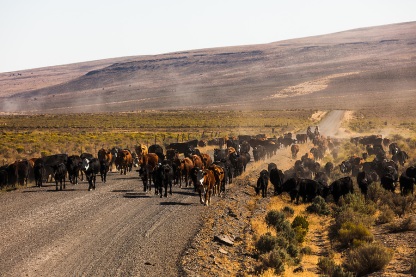 Two cowboys drive cattle down the Fields-Denio road in Southeast Oregon.
